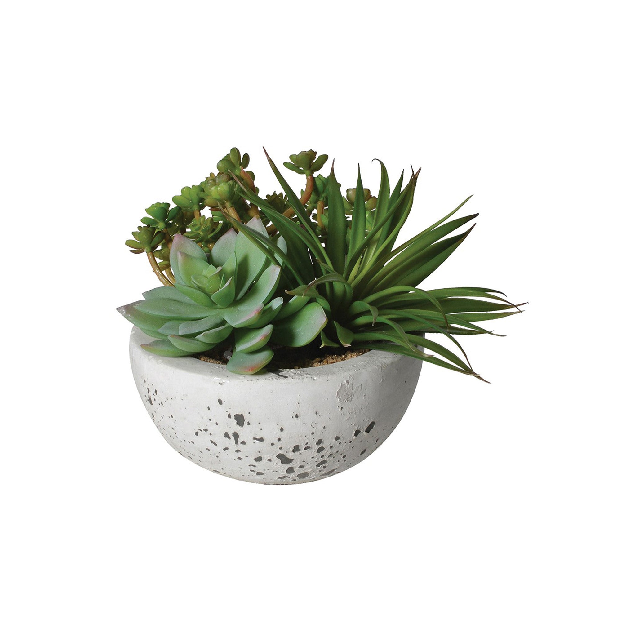 Desert plants in Small Clay Pot